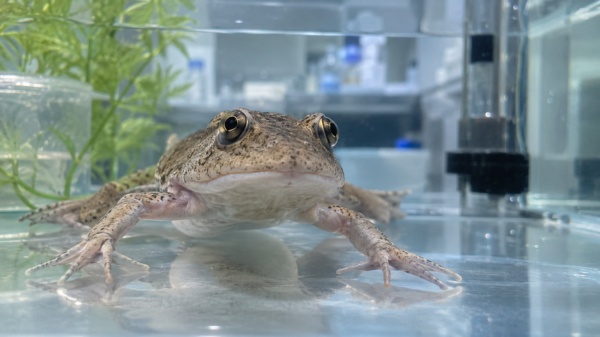 Danio Labs Xenopus Systems