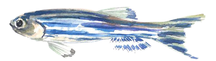The Zebrafish Embryonic Genotyper (ZEG)