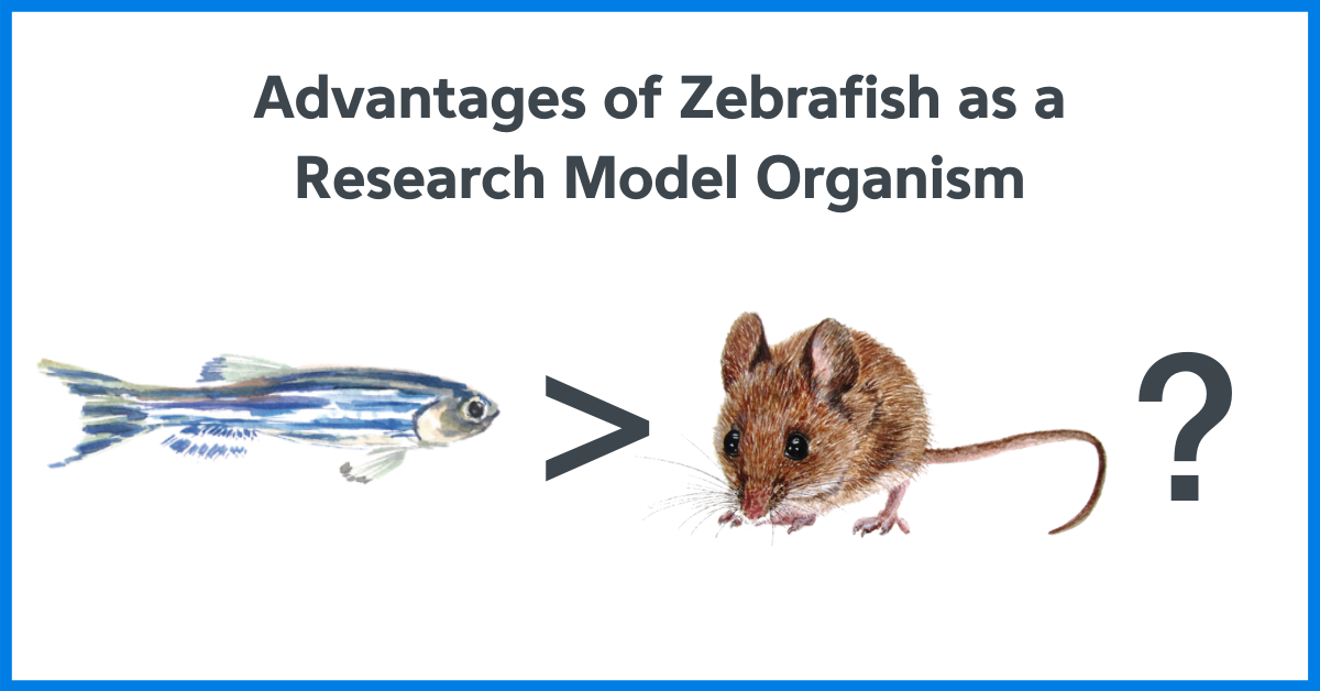 Zebrafish, Research, and Ethics - Danio Lab